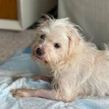 Mixed Breed Dogs Available for Adoption - Cloud | PetCurious