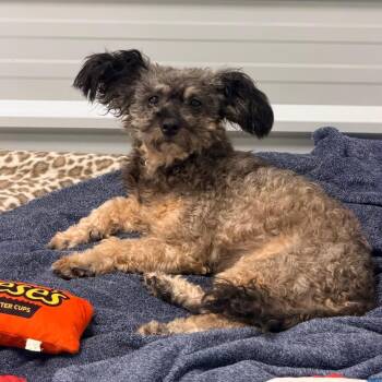 CHARLOTTE -  Poodle Dog for Adoption in Graham, Washington - CHARLOTTE | PetCurious