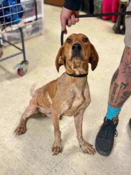 Rescue Hound and Mixed Breed Dogs for Adoption in Chillicothe, Ohio - Gelato | PetCurious