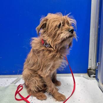 Pug and Poodle Dogs Available for Adoption in Drumheller, Alberta - Murphy | PetCurious