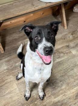 Daisy -  Border Collie and Australian Cattle Dog Blue Heeler Dog for Adoption in Genoa, Illinois - Daisy | PetCurious