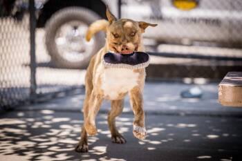 Shepherd and Labrador Retriever Dogs Available for Adoption in Twentynine Palms, California - Forrest | PetCurious