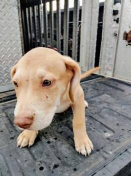 Texas -  Mixed Breed Dog for Adoption in Port St. Joe, Florida - Texas | PetCurious