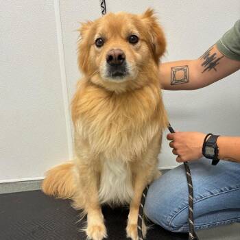 Arlo -  Chow Chow and Mixed Breed Dog for Adoption in Portland, Oregon - Arlo | PetCurious