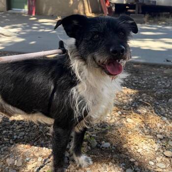 FINNEGAN -  Fox Terrier and Miniature Schnauzer Dog for Adoption in Chico, California - FINNEGAN | PetCurious