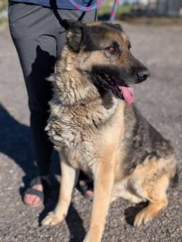 Max -  German Shepherd Dog Dog for Adoption in Eagle, Idaho - Max | PetCurious
