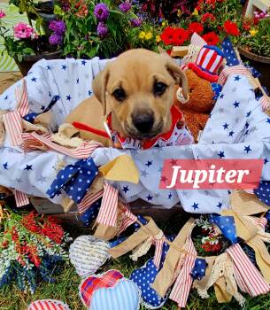 Jupiter -  German Shepherd Dog Dog for Adoption in Denver, North Carolina - Jupiter | PetCurious