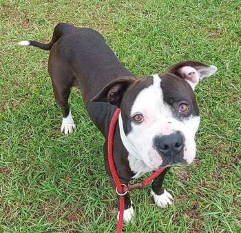 American Staffordshire Terrier Dogs Available for Adoption in Fort Lauderdale, Florida - BRAM | PetCurious