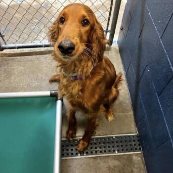 Stella - FOSTER NEEDED -  Golden Retriever Dog for Adoption - Stella - FOSTER NEEDED | PetCurious