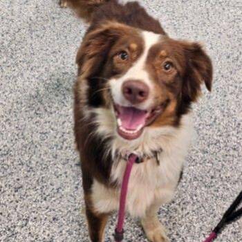 Timmy -  Mixed Breed Dog for Adoption in Buffalo, Minnesota - Timmy | PetCurious
