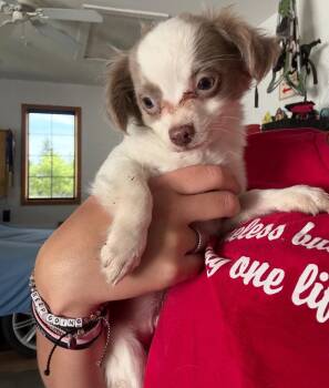 Chihuahua and Pomeranian Dogs Available for Adoption in Grafton, Wisconsin - Max | PetCurious