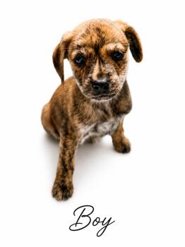 Bert -  Mixed Breed Dog for Adoption in Sylvania, Georgia - Bert | PetCurious