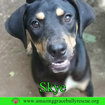 Rescue Coonhound Dogs for Adoption in Pensacola, Florida - Skye | PetCurious
