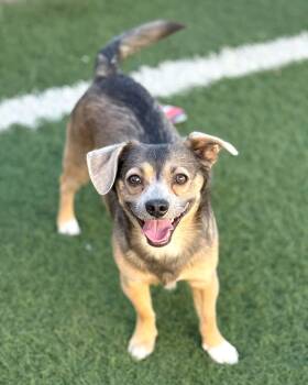 Buster -  Chihuahua and Terrier Dog for Adoption in Phoenix, Arizona - Buster | PetCurious