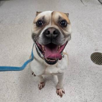 Parker -  Mixed Breed Dog for Adoption in Binghamton, New York - Parker | PetCurious