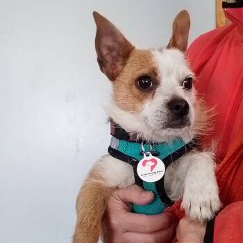 Copper -  Jack Russell Terrier and Chihuahua Dog Available for Adoption in Oroville, Washington - Copper | PetCurious
