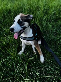 CRACKER JACK -  Husky Dog for Adoption in Fosters, Alabama - CRACKER JACK | PetCurious