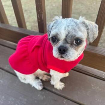Shih Tzu and Mixed Breed Dogs Available for Adoption - Kara | PetCurious