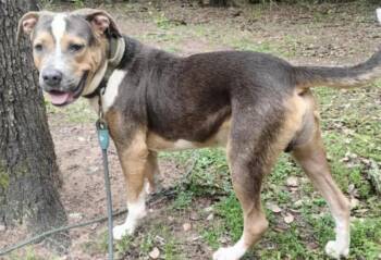 American Staffordshire Terrier Dogs Available for Adoption in Sumter, South Carolina - Rufus | PetCurious
