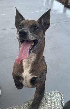 Dewey -  Chihuahua Dog for Adoption in Winter Garden, Florida - Dewey | PetCurious