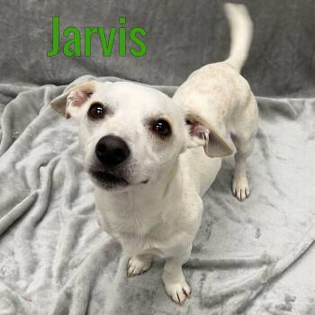 Jarvis -  Jack Russell Terrier Dog for Adoption in Pleasantville, New Jersey - Jarvis | PetCurious
