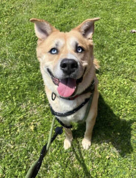 Rescue Siberian Husky Dogs for Adoption - Draco | PetCurious