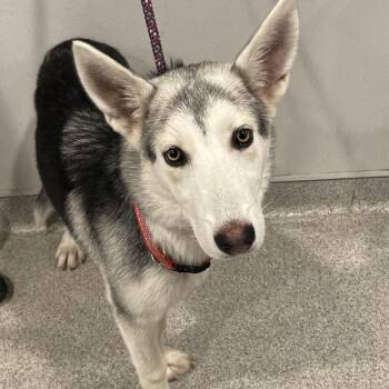 Husky Dogs Available for Adoption - Wilma | PetCurious