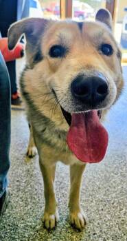 Husky and Mixed Breed Dogs Available for Adoption in Leadville, Colorado - Stray 26-058 | PetCurious