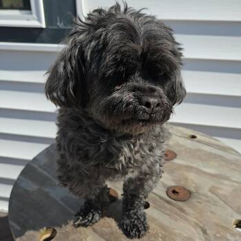 Shih Tzu and Mixed Breed Dogs Available for Adoption in Binghamton, New York - Baxter Murphy | PetCurious