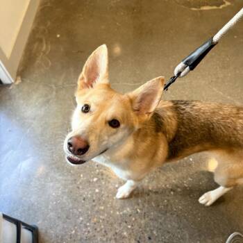 Goose -  Shepherd and Husky Dog for Adoption in Louisville, Kentucky - Goose | PetCurious
