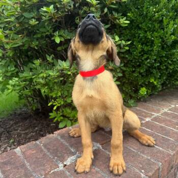 Redbone Coonhound and Mixed Breed Dogs Available for Adoption in Brownsboro, Alabama - Boone | PetCurious