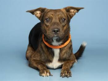 TIPPY -  Pit Bull Terrier Dog for Adoption in Phoenix, Arizona - TIPPY | PetCurious