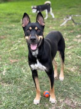 Rescue Shepherd and Australian Cattle Dog Blue Heeler Dogs for Adoption in The Woodlands, Texas - Milo | PetCurious