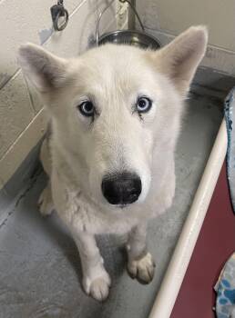 Husky and Mixed Breed Dogs Available for Adoption - Spice | PetCurious