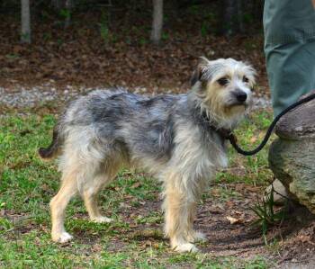 Border Terrier Dogs Available for Adoption in Willingboro, New Jersey - Bruno | PetCurious