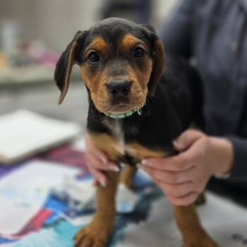 Josephine -  Hound and Mixed Breed Dog for Adoption in Huntsville, Alabama - Josephine | PetCurious