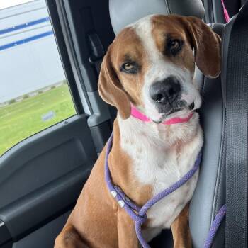 Buck -  Coonhound and Mixed Breed Dog for Adoption in Richmond Hill, Georgia - Buck | PetCurious