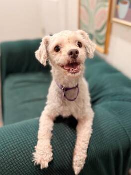 Maltese and Miniature Poodle Dogs Available for Adoption - Chino Love | PetCurious