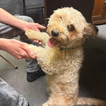 Jacob C-34368 -  Miniature Poodle and Golden Retriever Dog for Adoption in Oklahoma City, Oklahoma - Jacob C-34368 | PetCurious