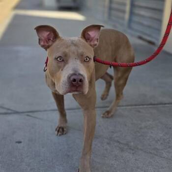 Pit Bull Terrier Dogs Available for Adoption in Las Vegas, Nevada - JILL | PetCurious