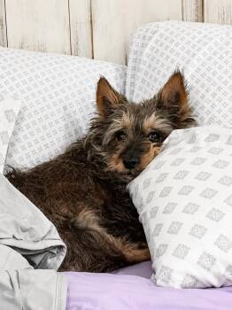 Sadie -  Terrier Dog for Adoption in Wayne, New Jersey - Sadie | PetCurious