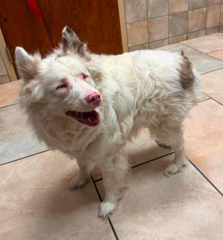 Hadley -  Australian Shepherd Dog for Adoption in Oklahoma City, Oklahoma - Hadley | PetCurious