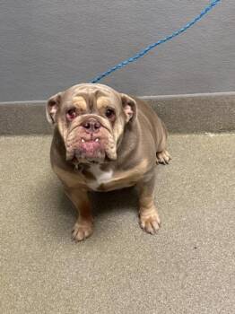 Rescue English Bulldog Dogs for Adoption in Las Vegas, Nevada - LIVIE | PetCurious