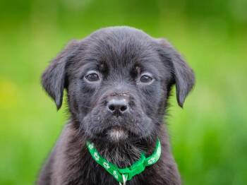 Whistler -  Rottweiler Dog Available for Adoption in Pointe-fortune, Quebec - Whistler | PetCurious