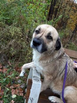 Rescue Shepherd and Mixed Breed Dogs for Adoption in Twinsburg, Ohio - Blanche | PetCurious