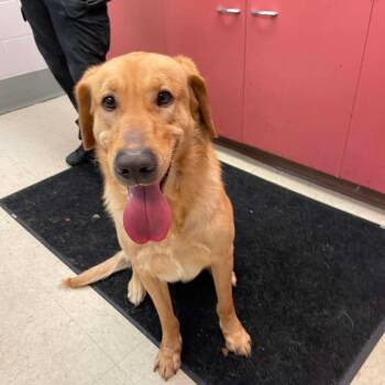 Winston D11949 -  Golden Retriever and Labrador Retriever Dog for Adoption - Winston D11949 | PetCurious