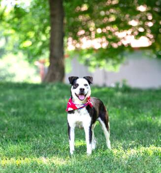 Andy -  Terrier and Border Collie Dog for Adoption in Coatesville, Pennsylvania - Andy | PetCurious