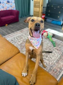 Pit Bull Terrier and Labrador Retriever Dogs Available for Adoption - Penny Pocket Pittie | PetCurious