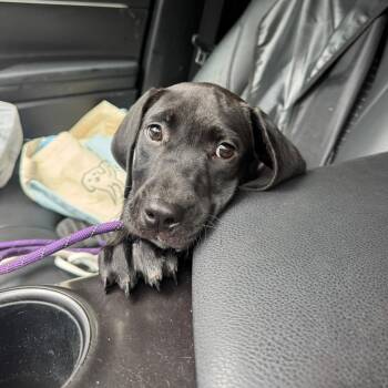 Kimiko -  Mastiff Dog for Adoption in Sunrise, Florida - Kimiko | PetCurious
