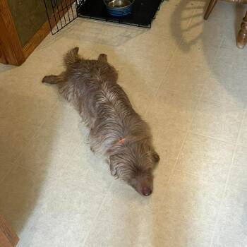 Mixed Breed Dogs Available for Adoption in Boone, Iowa - Bobby | PetCurious